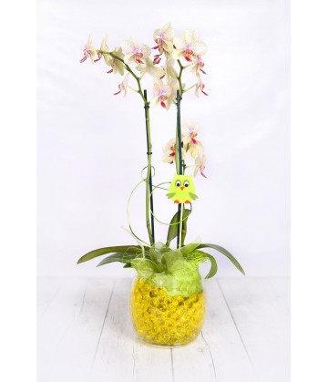 Orchids plant crystal