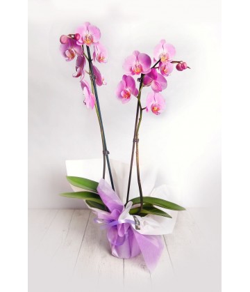 Orchids as a gift