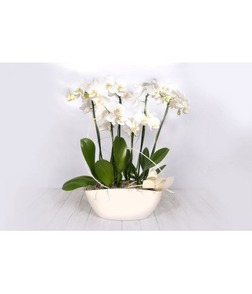 Arrangement Orchids white