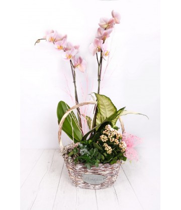 Plant basket orchids