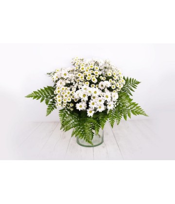 Bouquet of white marguerites