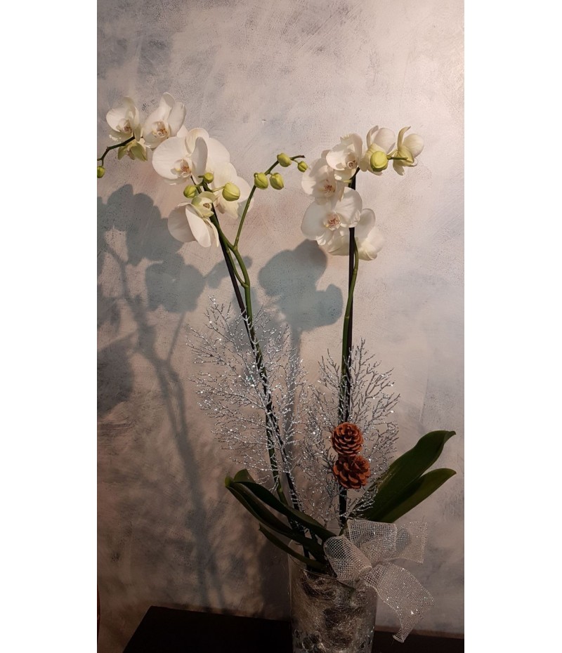 (CA101) Christmas Orchid