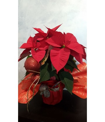 Poinsettia plant gift wrapped (large)