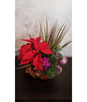 Round plant arrangement for Christmas