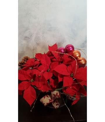 Poinsettia display with Christmas decorations